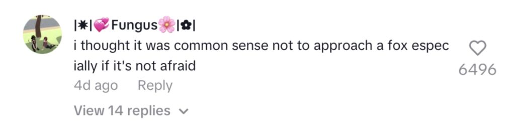 Social media comment on the post of A woman’s close encounter with a fox turned terrifying when the animal suddenly lunged at her as she filmed - leaving her screaming in fear before the viral clip hit millions of views.