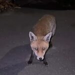 A woman’s close encounter with a fox turned terrifying when the animal suddenly lunged at her as she filmed - leaving her screaming in fear before the viral clip hit millions of views.