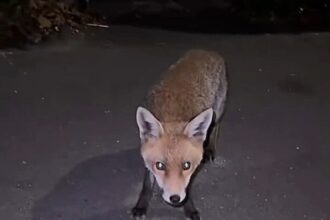 A woman’s close encounter with a fox turned terrifying when the animal suddenly lunged at her as she filmed - leaving her screaming in fear before the viral clip hit millions of views.