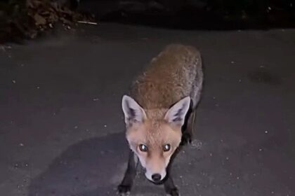 A woman’s close encounter with a fox turned terrifying when the animal suddenly lunged at her as she filmed - leaving her screaming in fear before the viral clip hit millions of views.