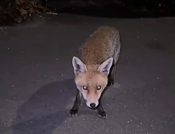 A woman’s close encounter with a fox turned terrifying when the animal suddenly lunged at her as she filmed - leaving her screaming in fear before the viral clip hit millions of views.