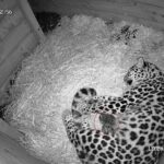 A rare Amur leopard cub has been born at Dartmoor Zoo after its parents were paired through an animal dating site - marking a vital step for the endangered species.