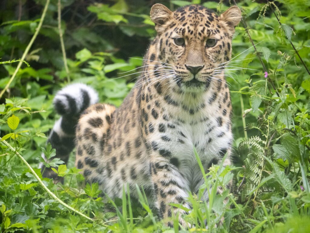 A rare Amur leopard cub has been born at Dartmoor Zoo after its parents were paired through an animal dating site - marking a vital step for the endangered species.