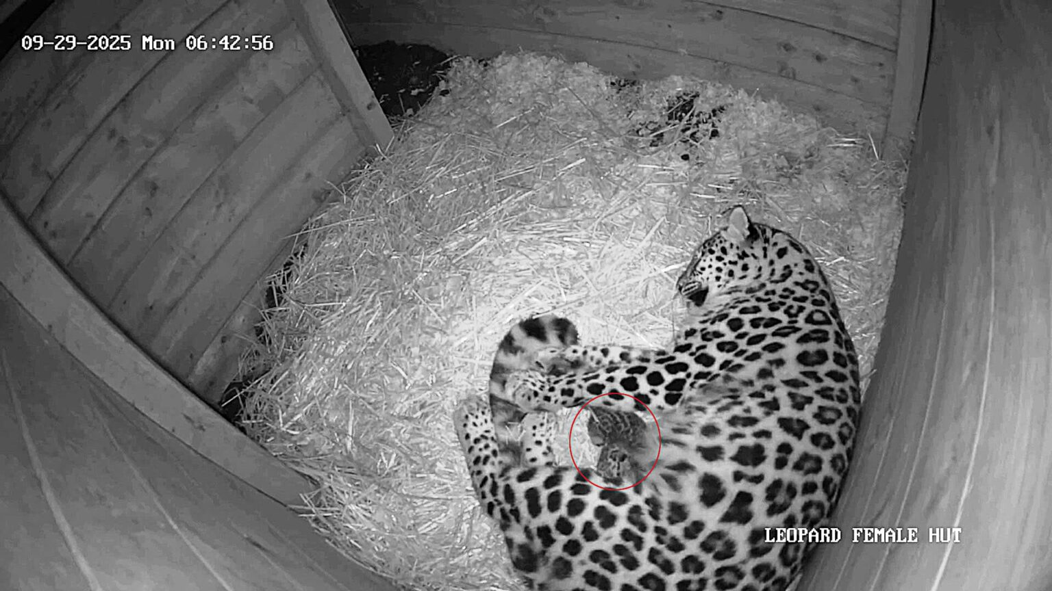A rare Amur leopard cub has been born at Dartmoor Zoo after its parents were paired through an animal dating site - marking a vital step for the endangered species.