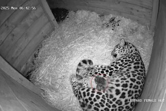 A rare Amur leopard cub has been born at Dartmoor Zoo after its parents were paired through an animal dating site - marking a vital step for the endangered species.