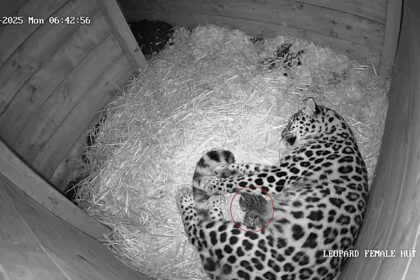 A rare Amur leopard cub has been born at Dartmoor Zoo after its parents were paired through an animal dating site - marking a vital step for the endangered species.
