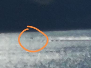 Holidaymaker Mishawn Mielke reports seeing a black headed three metre long shape in Loch Ness saying it created its own wake marking the fifth possible Nessie sighting of the year.