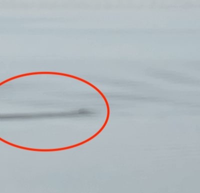 Holidaymaker Mishawn Mielke reports seeing a black headed three metre long shape in Loch Ness saying it created its own wake marking the fifth possible Nessie sighting of the year.