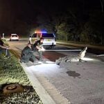 Police lasso a furious 10 foot alligator after it wanders into a Florida 7 Eleven shop as stunned shoppers watch the reptile refuse to leave.