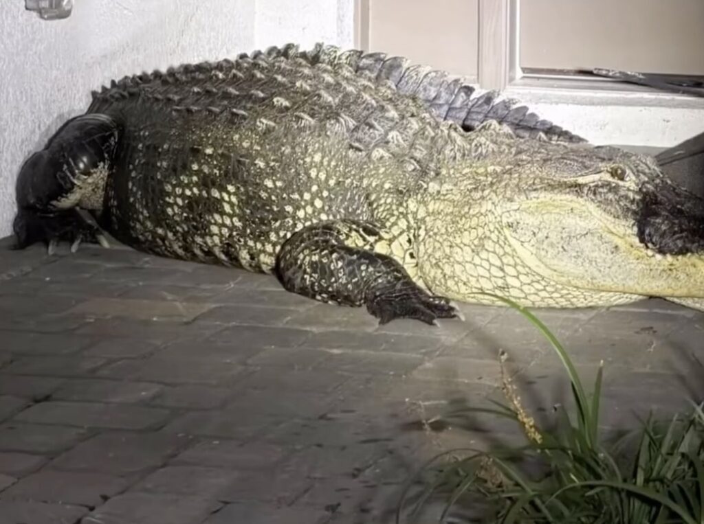 Police lasso a furious 10 foot alligator after it wanders into a Florida 7 Eleven shop as stunned shoppers watch the reptile refuse to leave.