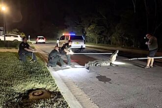 Police lasso a furious 10 foot alligator after it wanders into a Florida 7 Eleven shop as stunned shoppers watch the reptile refuse to leave.