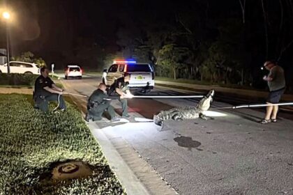 Police lasso a furious 10 foot alligator after it wanders into a Florida 7 Eleven shop as stunned shoppers watch the reptile refuse to leave.