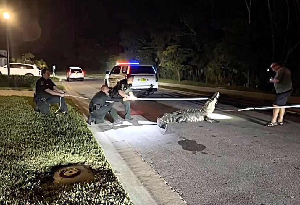 Police lasso a furious 10 foot alligator after it wanders into a Florida 7 Eleven shop as stunned shoppers watch the reptile refuse to leave.