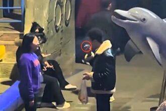 A beluga whale soaks a man smoking in a no smoking zone in a viral staged clip filmed for a fire safety campaign as clever beluga Pomegranate delights viewers with perfect timing.