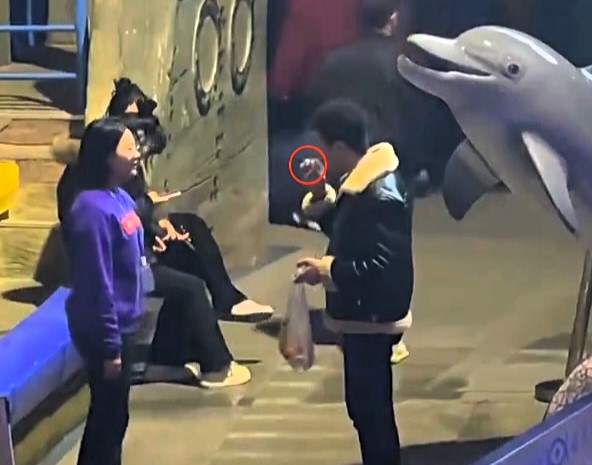 A beluga whale soaks a man smoking in a no smoking zone in a viral staged clip filmed for a fire safety campaign as clever beluga Pomegranate delights viewers with perfect timing.