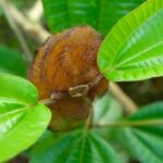 Fluffy Amazon caterpillar dubbed Trumpapillar goes viral after viewers compare its fuzzy orange look to Donald Trump’s hair sparking jokes and wildlife curiosity online web.