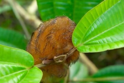 Fluffy Amazon caterpillar dubbed Trumpapillar goes viral after viewers compare its fuzzy orange look to Donald Trump’s hair sparking jokes and wildlife curiosity online web.