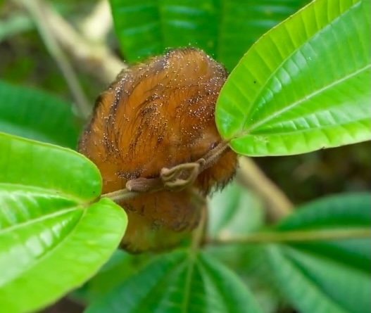 Fluffy Amazon caterpillar dubbed Trumpapillar goes viral after viewers compare its fuzzy orange look to Donald Trump’s hair sparking jokes and wildlife curiosity online web.