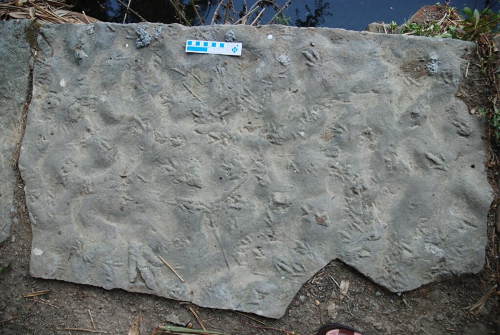 Two brothers discover their garden paving stones are covered in 400 dinosaur footprints dating back 190 million years after scientists confirm the slabs show tracks from ancient bipedal species.
