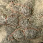 Two brothers discover their garden paving stones are covered in 400 dinosaur footprints dating back 190 million years after scientists confirm the slabs show tracks from ancient bipedal species.