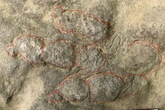 Two brothers discover their garden paving stones are covered in 400 dinosaur footprints dating back 190 million years after scientists confirm the slabs show tracks from ancient bipedal species.