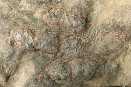 Two brothers discover their garden paving stones are covered in 400 dinosaur footprints dating back 190 million years after scientists confirm the slabs show tracks from ancient bipedal species.