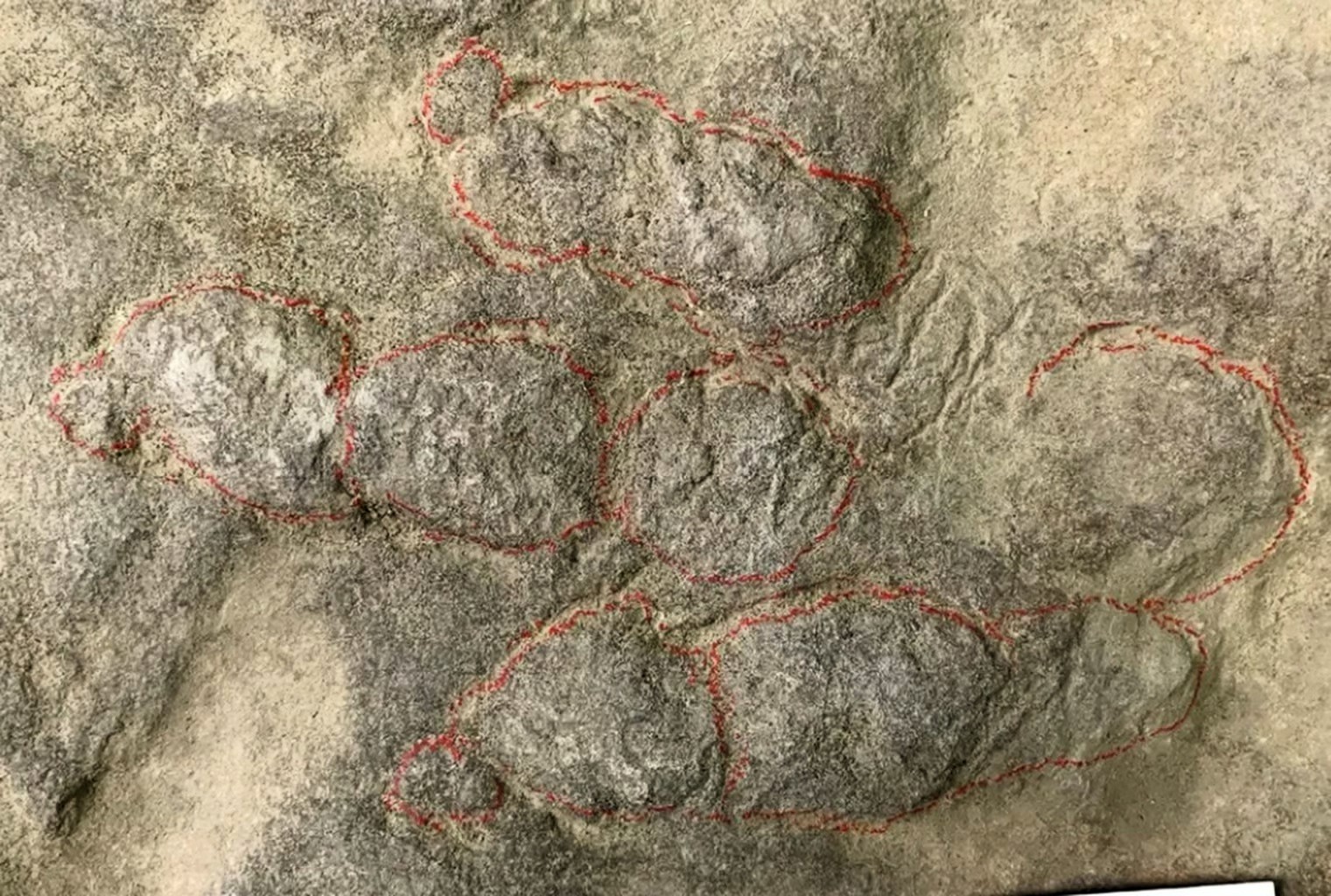 Two brothers discover their garden paving stones are covered in 400 dinosaur footprints dating back 190 million years after scientists confirm the slabs show tracks from ancient bipedal species.