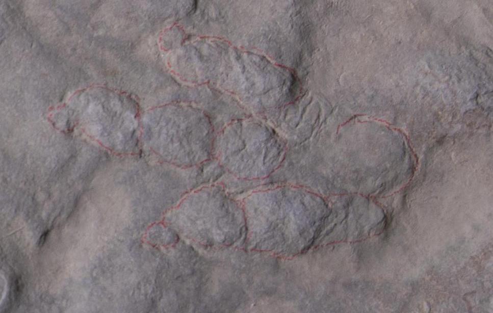 Two brothers discover their garden paving stones are covered in 400 dinosaur footprints dating back 190 million years after scientists confirm the slabs show tracks from ancient bipedal species.