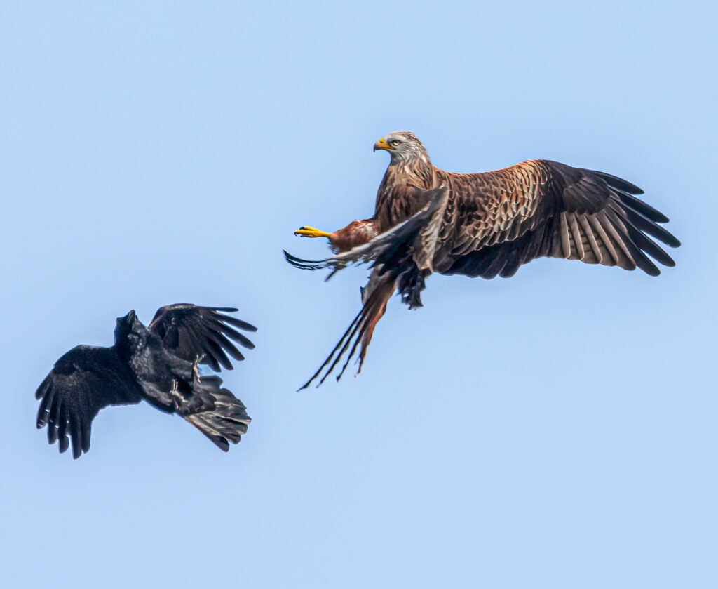 Wildlife enthusiast Charlie Blake captures stunning photos as a red kite swoops into his Portsmouth garden after weeks of preparation and a four hour camouflage vigil.