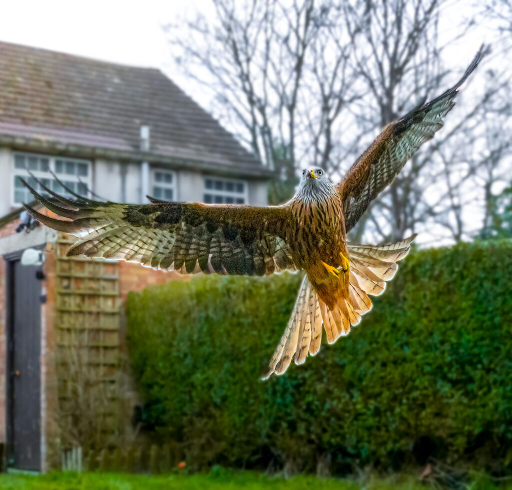 Wildlife enthusiast Charlie Blake captures stunning photos as a red kite swoops into his Portsmouth garden after weeks of preparation and a four hour camouflage vigil.