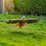 Wildlife enthusiast Charlie Blake captures stunning photos as a red kite swoops into his Portsmouth garden after weeks of preparation and a four hour camouflage vigil.