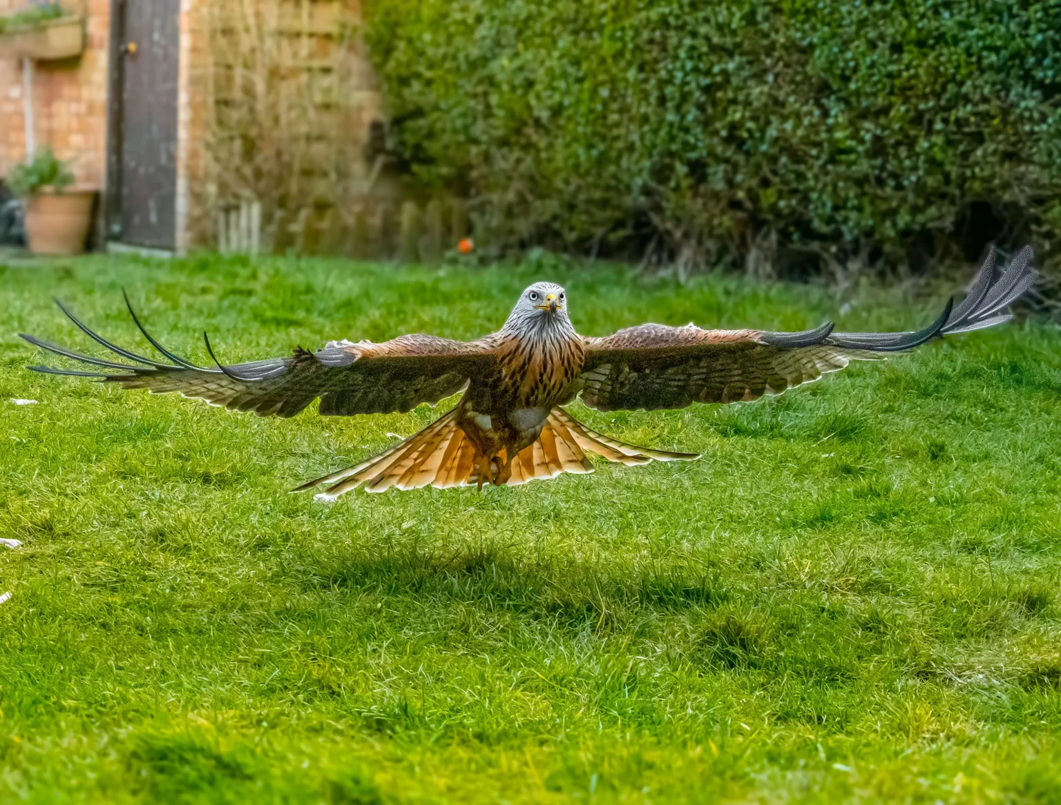 Wildlife enthusiast Charlie Blake captures stunning photos as a red kite swoops into his Portsmouth garden after weeks of preparation and a four hour camouflage vigil.