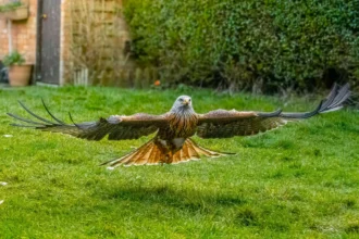 Wildlife enthusiast Charlie Blake captures stunning photos as a red kite swoops into his Portsmouth garden after weeks of preparation and a four hour camouflage vigil.
