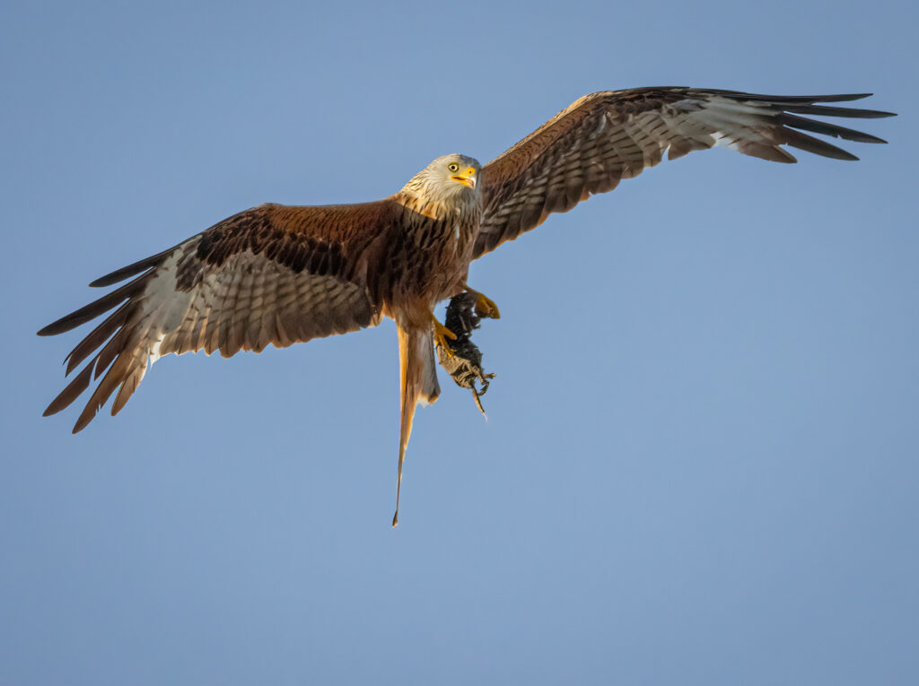 Wildlife enthusiast Charlie Blake captures stunning photos as a red kite swoops into his Portsmouth garden after weeks of preparation and a four hour camouflage vigil.