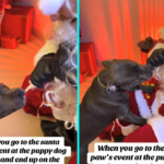 Mischievous puppy lands on the naughty list after tugging off Santas beard at a festive grotto, hilarious video sparks Elf comparisons and racks up views.