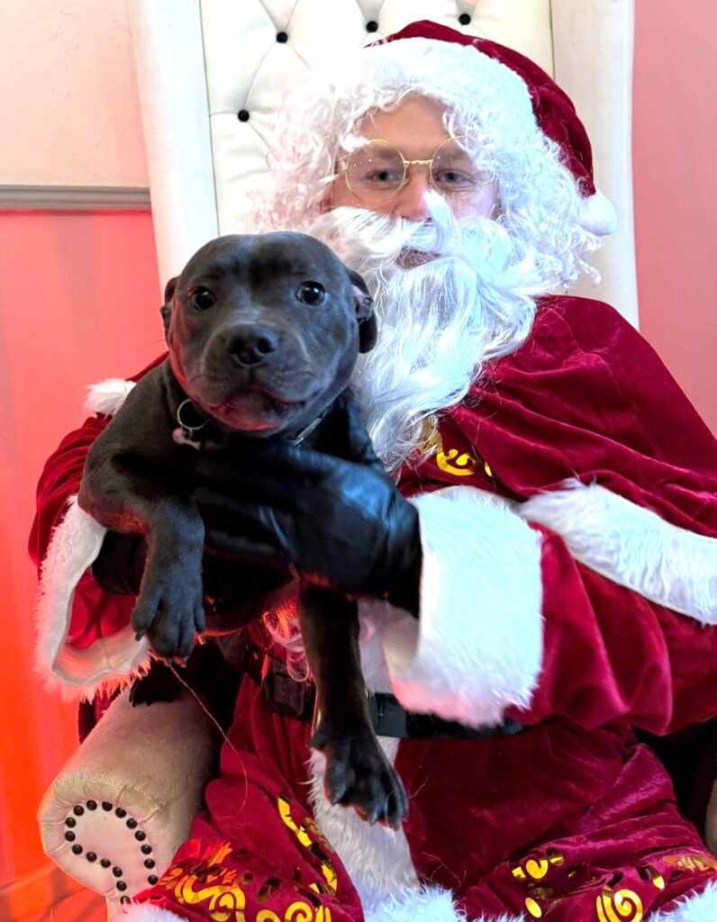 Mischievous puppy lands on the naughty list after tugging off Santas beard at a festive grotto, hilarious video sparks Elf comparisons and racks up views.