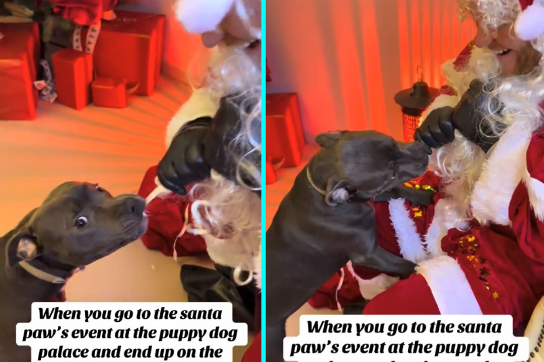 Mischievous puppy lands on the naughty list after tugging off Santas beard at a festive grotto, hilarious video sparks Elf comparisons and racks up views.
