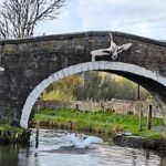 Young cygnet crashes into a canal bridge in a clumsy landing at Leeds Liverpool Canal but escapes unharmed delighting onlookers with a harmless and hilarious wildlife mishap.