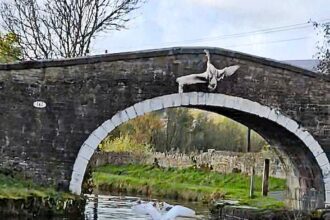 Young cygnet crashes into a canal bridge in a clumsy landing at Leeds Liverpool Canal but escapes unharmed delighting onlookers with a harmless and hilarious wildlife mishap.