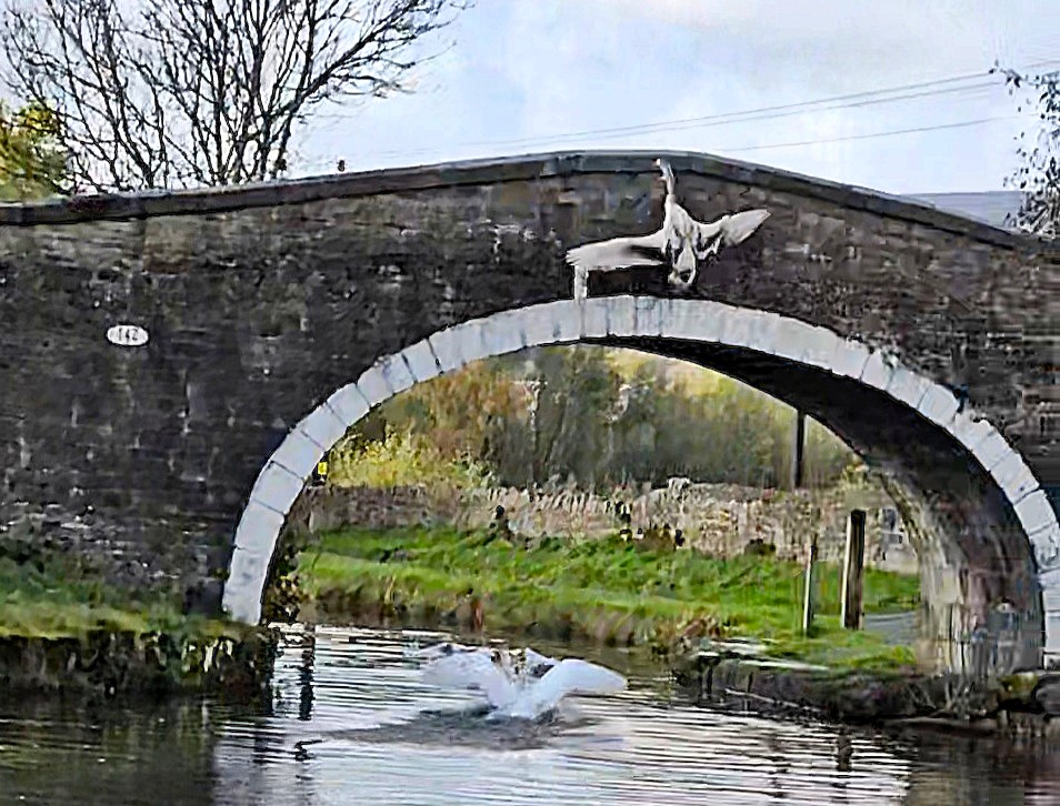 Young cygnet crashes into a canal bridge in a clumsy landing at Leeds Liverpool Canal but escapes unharmed delighting onlookers with a harmless and hilarious wildlife mishap.