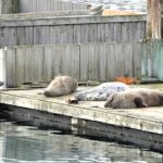 Determined seal repeatedly fails to climb a pontoon in Brixham before finally succeeding delighting locals and proving a hilarious reminder that persistence pays off even with tiny flippers.