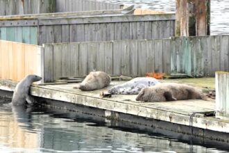 Determined seal repeatedly fails to climb a pontoon in Brixham before finally succeeding delighting locals and proving a hilarious reminder that persistence pays off even with tiny flippers.