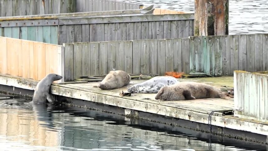 Determined seal repeatedly fails to climb a pontoon in Brixham before finally succeeding delighting locals and proving a hilarious reminder that persistence pays off even with tiny flippers.