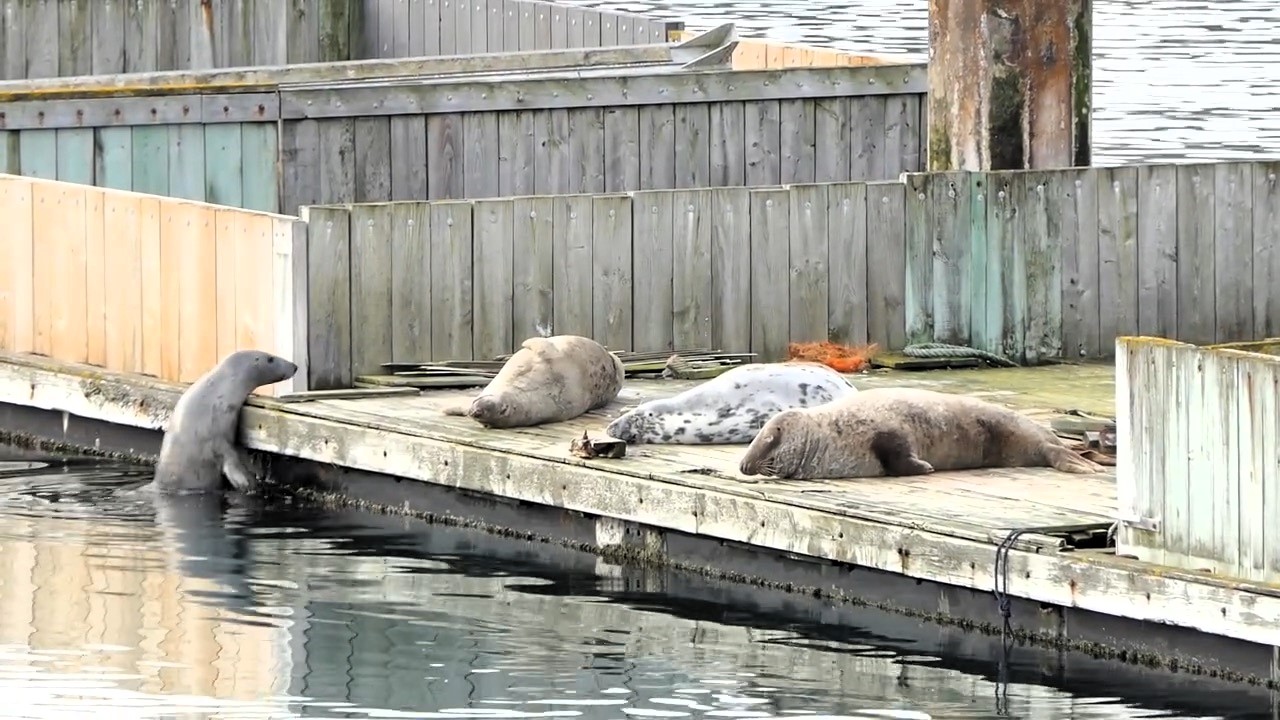 Determined seal repeatedly fails to climb a pontoon in Brixham before finally succeeding delighting locals and proving a hilarious reminder that persistence pays off even with tiny flippers.