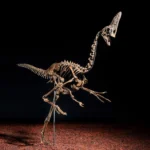 Dinosaur skeleton nicknamed Spike sells for £3.46m at Christie’s as rare 68 million year old oviraptorosaur fossil sparks huge interest among collectors.