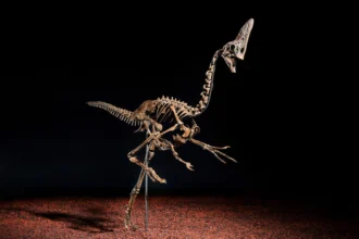 Dinosaur skeleton nicknamed Spike sells for £3.46m at Christie’s as rare 68 million year old oviraptorosaur fossil sparks huge interest among collectors.