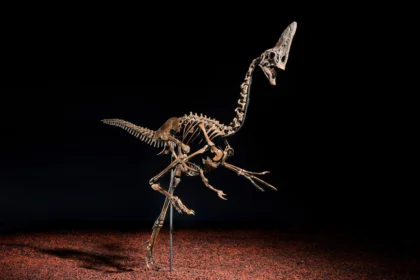 Dinosaur skeleton nicknamed Spike sells for £3.46m at Christie’s as rare 68 million year old oviraptorosaur fossil sparks huge interest among collectors.