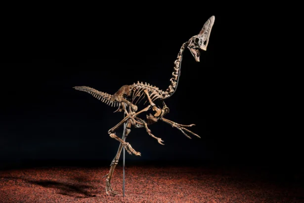 Dinosaur skeleton nicknamed Spike sells for £3.46m at Christie’s as rare 68 million year old oviraptorosaur fossil sparks huge interest among collectors.