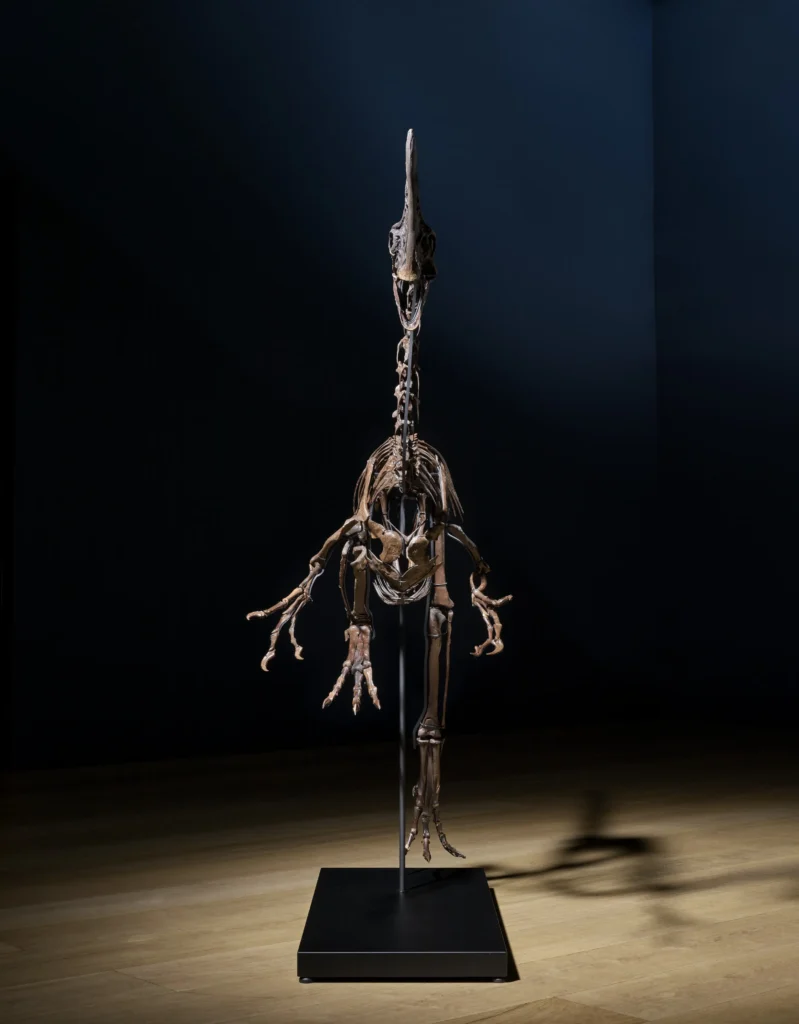 Dinosaur skeleton nicknamed Spike sells for £3.46m at Christie’s as rare 68 million year old oviraptorosaur fossil sparks huge interest among collectors.