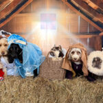Doggy day care owner recreates Christmas nativity with adorable dogs as Baby Jesus Mary and Wise Men delighting fans with wholesome festive photoshoot that spreads joy online.